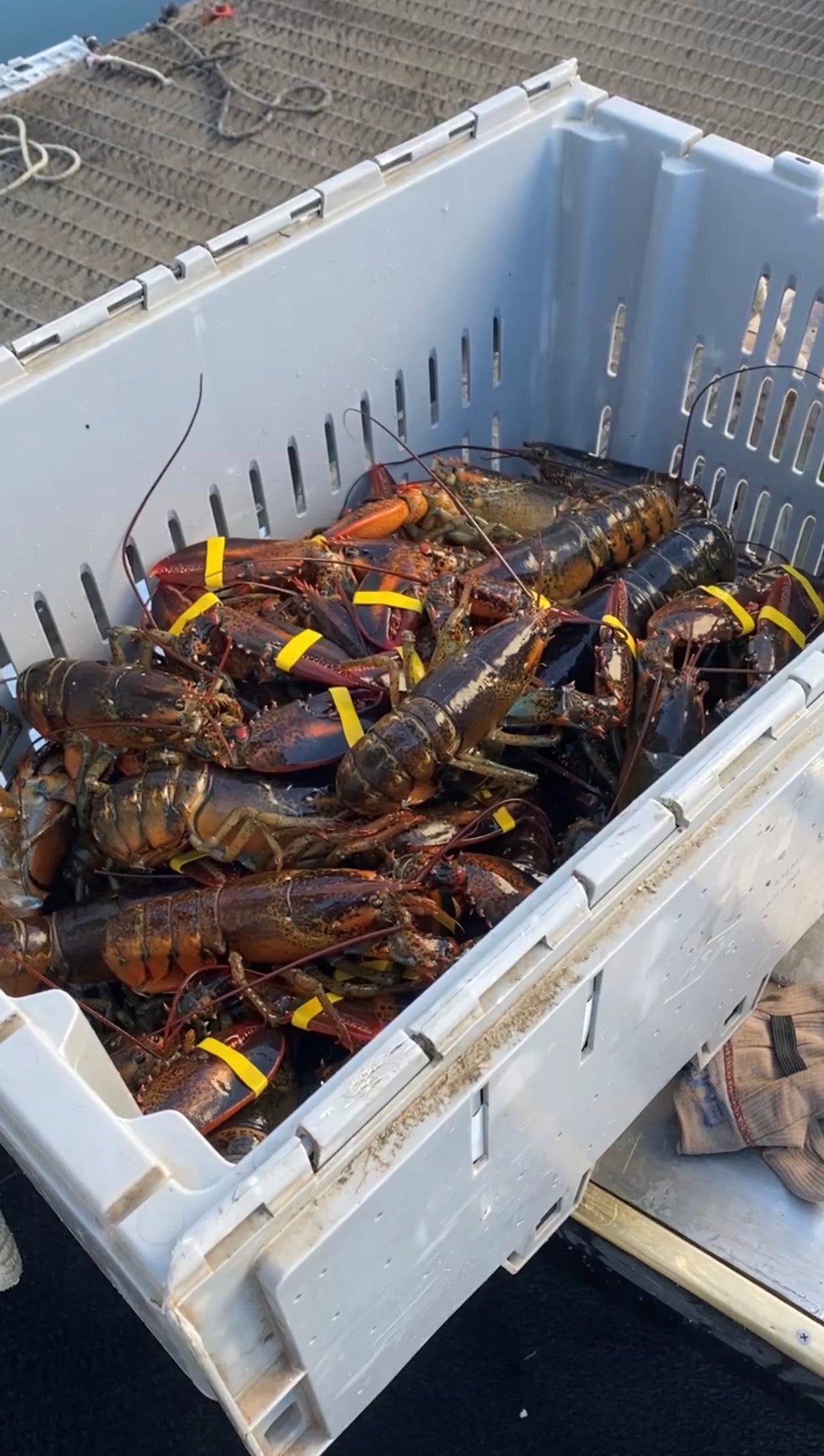 Lobster