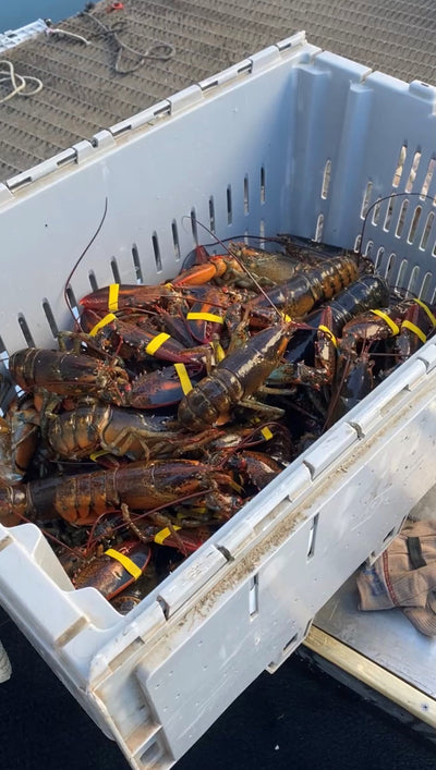 Lobster