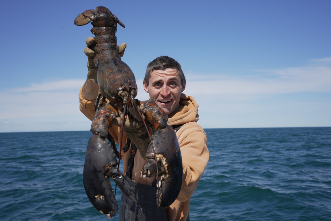 Lobster – Jacob Knowles