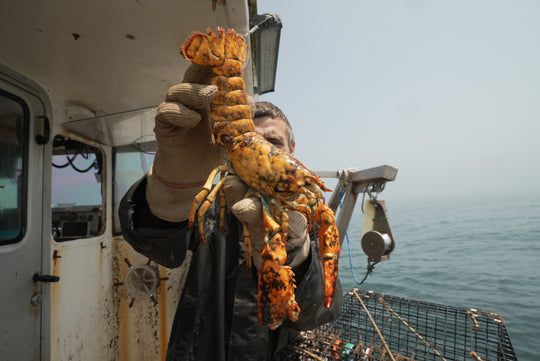 Lobster – Jacob Knowles